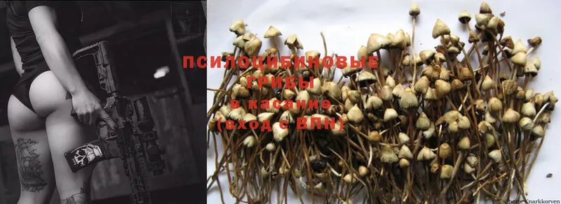 как найти закладки  Бирюч  Псилоцибиновые грибы Psilocybe 